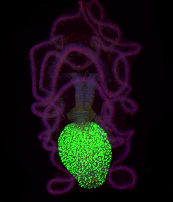 Удивительные организмы планктона Тихого океана II. «Личинка трепанга»