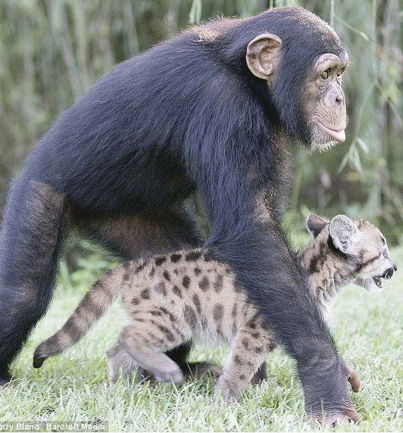Сьерра очень шустрая, однако, Аньяна всегда следит, чтоб она не попала в беду. Нянька-шимпанзе даже кормит и вычесывает котенка.