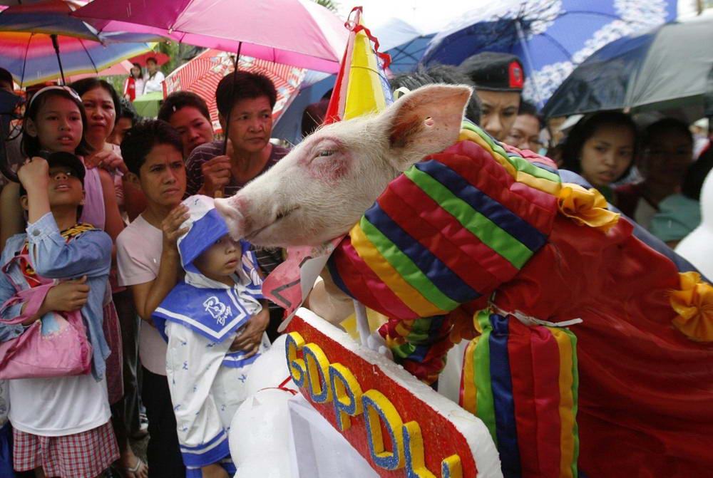 На Филиппинах устраивают празднества костюмированных свинок