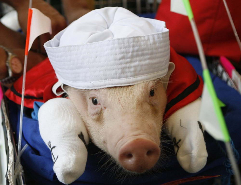 На Филиппинах устраивают празднества костюмированных свинок