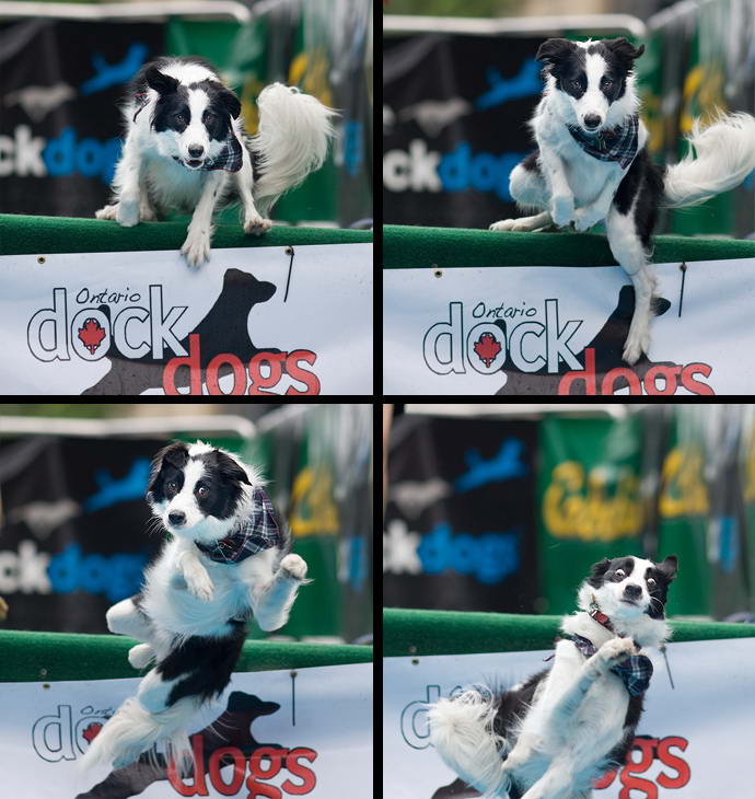 Woofstock - знаменитый фестиваль собак в Торонто, Канада