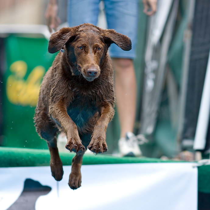 Woofstock - знаменитый фестиваль собак в Торонто, Канада
