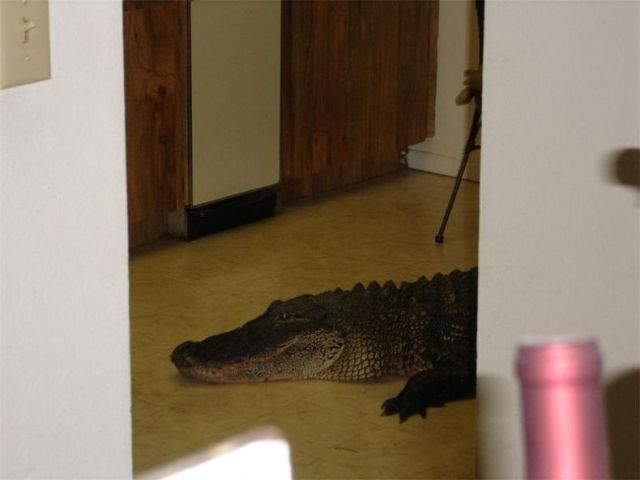 Этот гость - крокодил! Желание поесть привело его в жилой дом.