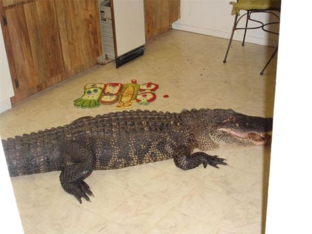 Этот гость - крокодил! Желание поесть привело его в жилой дом.