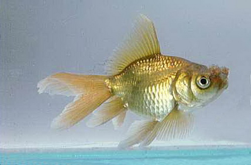 Золотая рыбка помпон (Carassius auratus pom-pon)