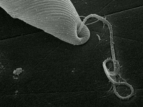 Пелликула и жгутик эвглены (сканирующая электронная микроскопия)