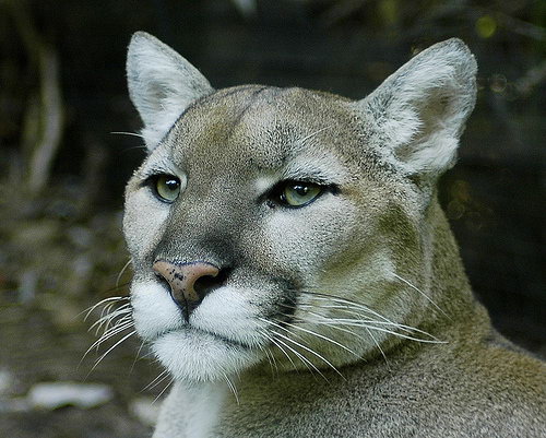 Пума, или кугуар (Puma concolor).