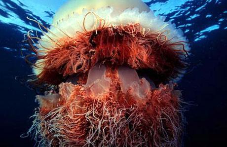 Гигантская медуза (Nomura’s jellyfish, Nemopilema nomurai)