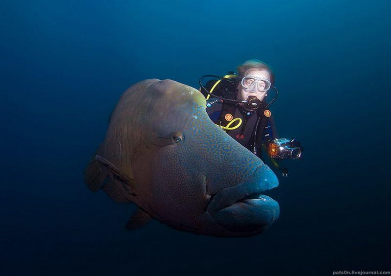 Подводный мир и его обитатели