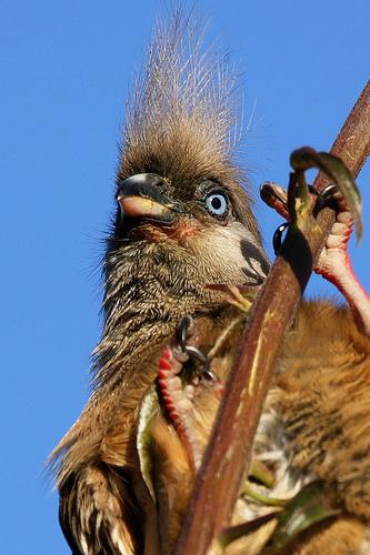 Бурокрылая птица-мышь (Colius striatus)