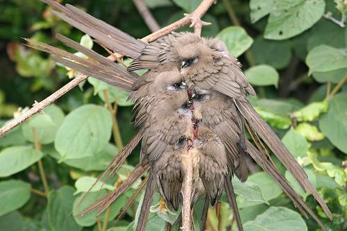 Бурокрылая птица-мышь (Colius striatus)