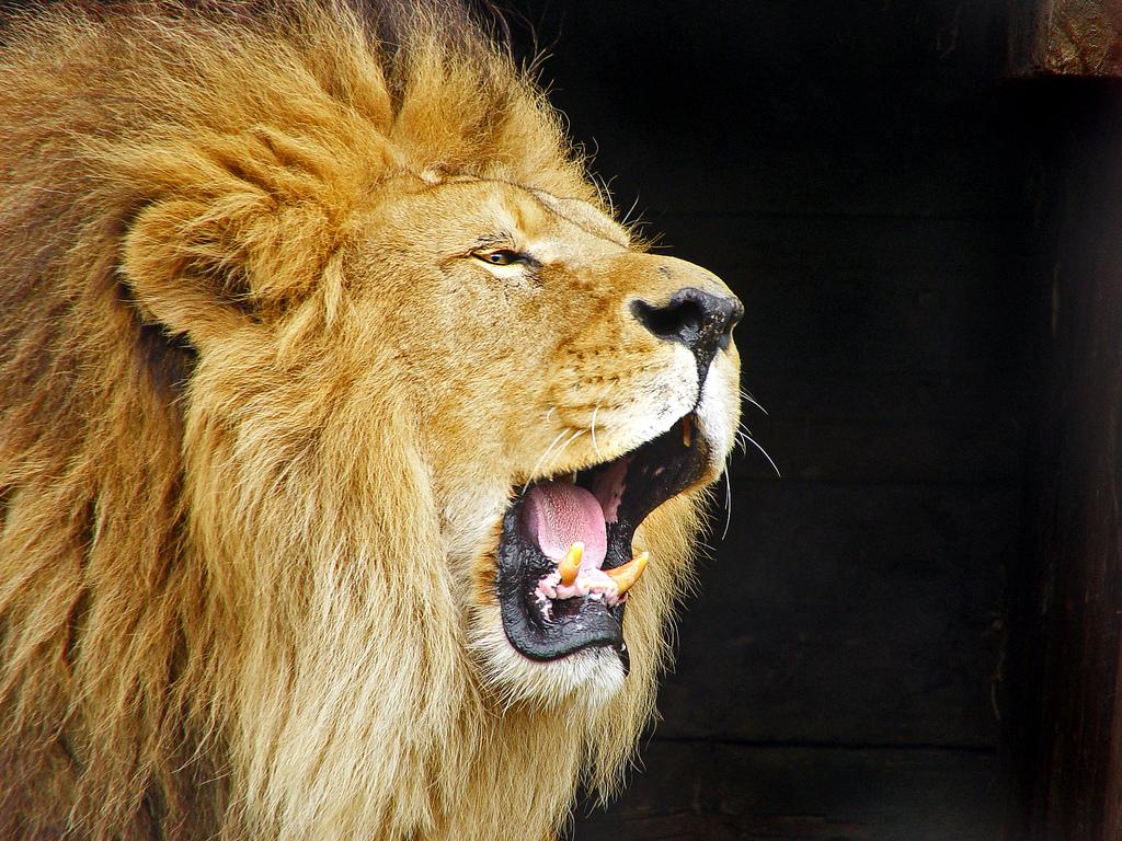 http://animalworld.com.ua/images/2010/April/Animals/Leo/Leo_2.jpg