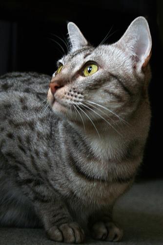 Оцикот (ocicat), порода короткошерстных кошек.