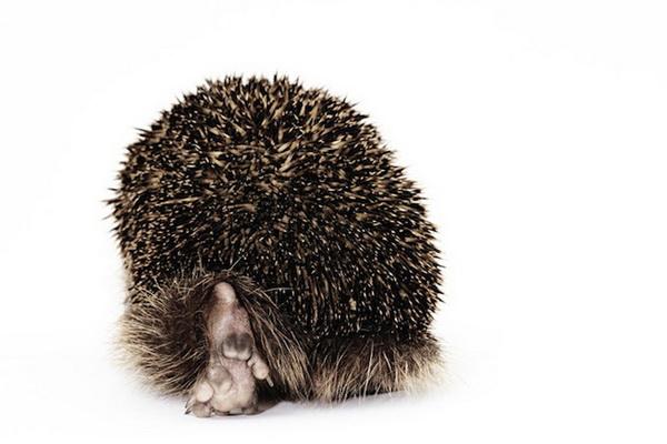 Фотографии животных от британского фотографа Стива Хоскинса