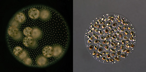 Слева:  вегетативная женская колония V. carteri образует  сфероид, состоящий из 2-4 тысяч индивидуальных клеток, объединённых  одним внеклеточным матриксом. В период бесполого размножения клетки  колонии производят новые повторяющимся делением. Справа: мужская  колония. В период полового размножения мужские клетки <i>V.  carteri</i> производят пакеты спермы, в каждом из которых 64 или  128 половых клеток. Эти группы, двигаясь как единое целое, достигают  женского сфероида, где распадаются, чтобы оплодотворить женские клетки  (фото Umen laboratory/Salk Institute for Biological Research).