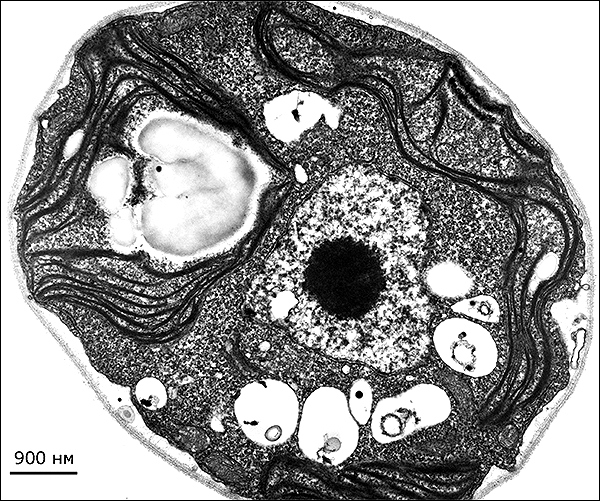 Изображение клетки C. reinhardtii, полученное с помощью  просвечивающего электронного микроскопа.