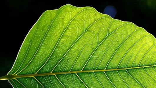 Искусственные листья в борьбе за возобновляемую энергию