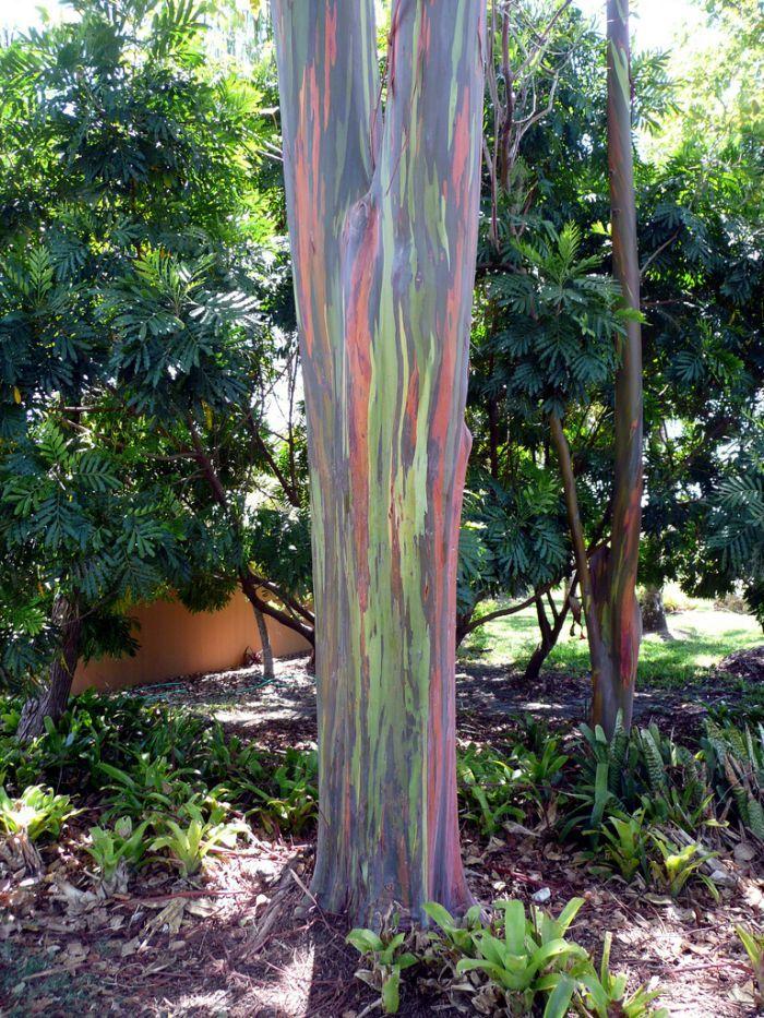 Гладкие стволы радужных эвкалиптов (Rainbow eucalyptus).