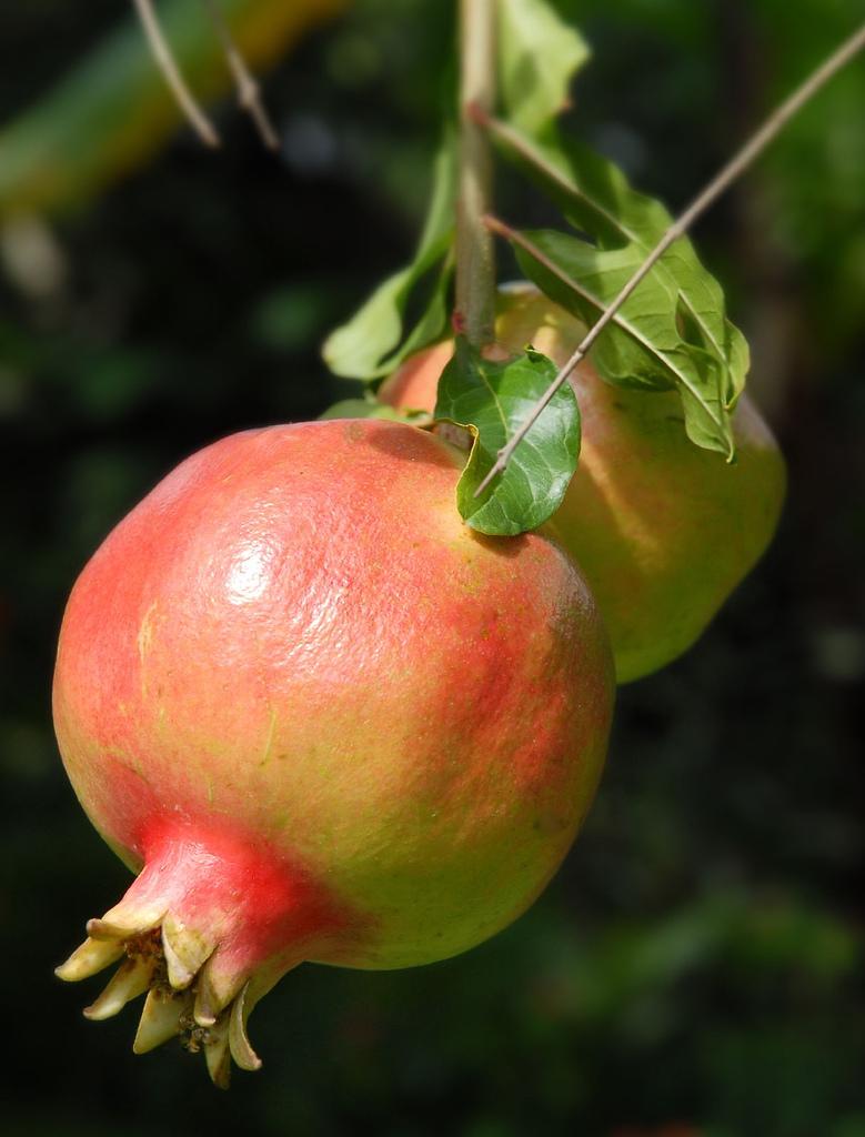 Гранат или пуническое яблоко