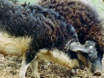В Германии две курчавые свиньи породы Мангалица, роя землю в поисках пищи, нашли противотанковый гранатомет