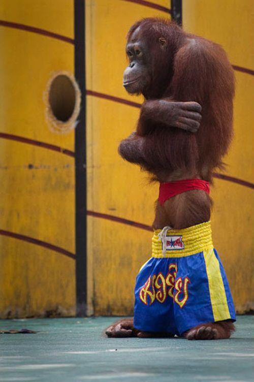 Боксерское шоу орангутанов в Тайланде
