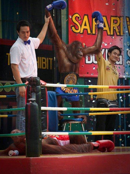 Боксерское шоу орангутанов в 
Тайланде
