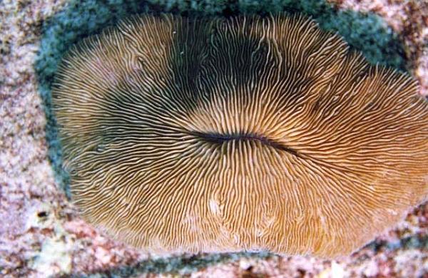 Fungia scutaria (фото Reefindia.org).