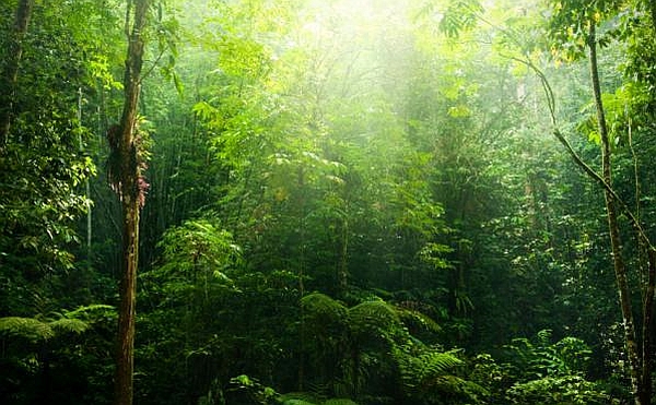 Дождевой лес есть реакция флоры на высокую температуру и обильное увлажнение. (Фото iStockphoto / Sze Rei Wong.)