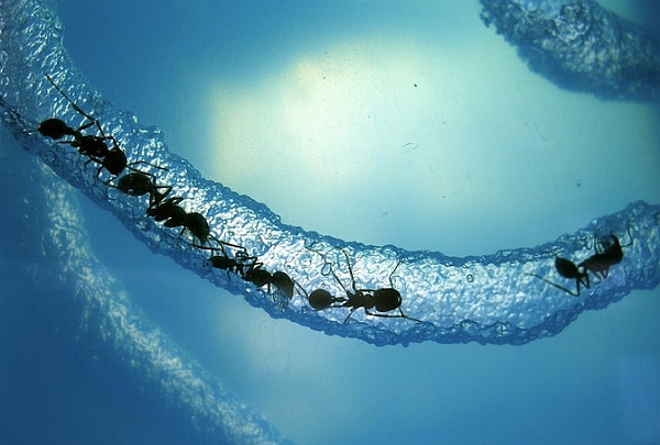 На каждого человека приходится 1,6 млн муравьёв. (Фото Steve Jurvetson).