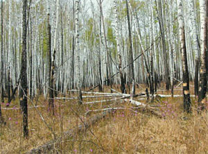  Вторичный лес. Погибла значительная часть сравнительно пожароустойчивых берёз. После низового пожара ослабленные деревья становятся лёгкой добычей для вредителей и болезней
