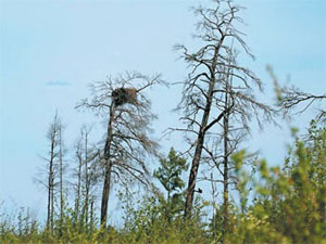  Брошенное гнездо скопы на погибшей от пожара лиственнице