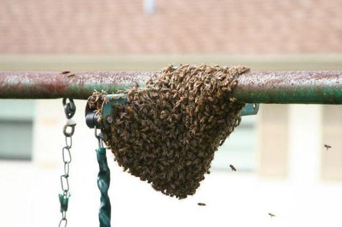 А вот что получается, если "юный натуралист" знает только то, что пчёлы могут больно ужалить. Пчёлки сами бы покинули качели.