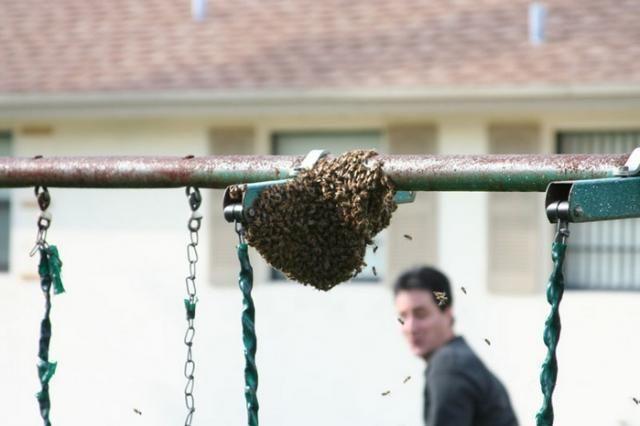 А вот что получается, если "юный натуралист" знает только то, что пчёлы могут больно ужалить. Пчёлки сами бы покинули качели.