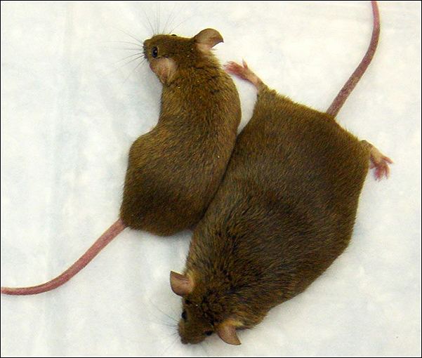 Определить, какая из этих мышей сидела на диете, не так-то просто. (Фото Liangyou Rui, U-M Medical School.)