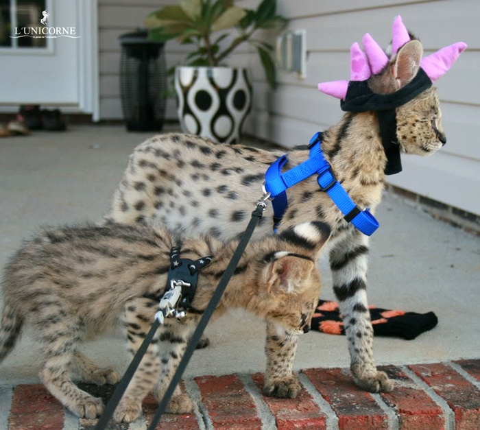 Домашний Сервал (domestic Serval)