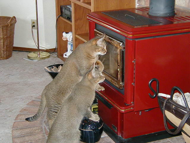 Котята Чаузи F1 (Chausie F1)