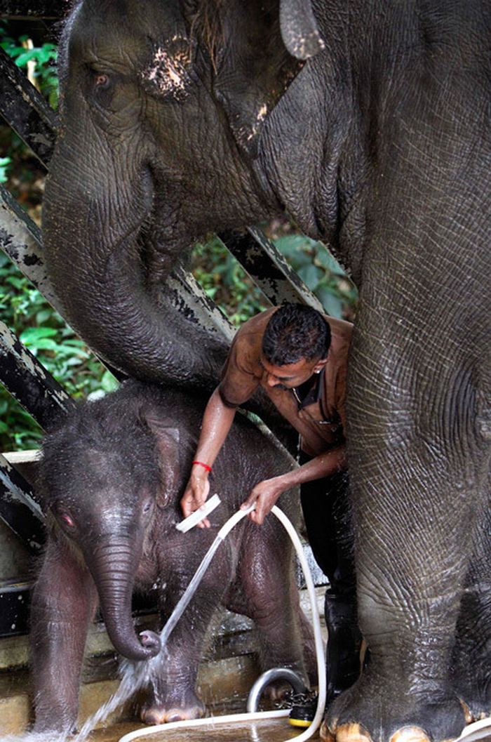 Индийский слон является в основном лесным жителем.