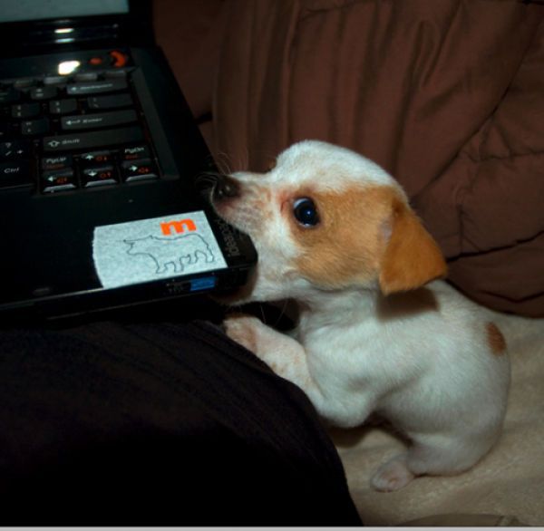 Собака и компьютер