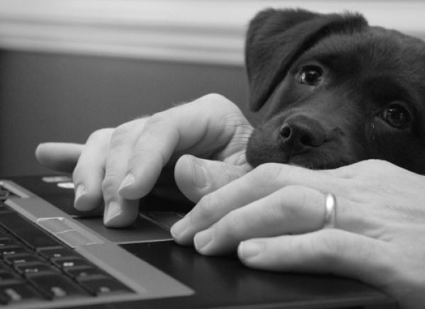 Собака и компьютер