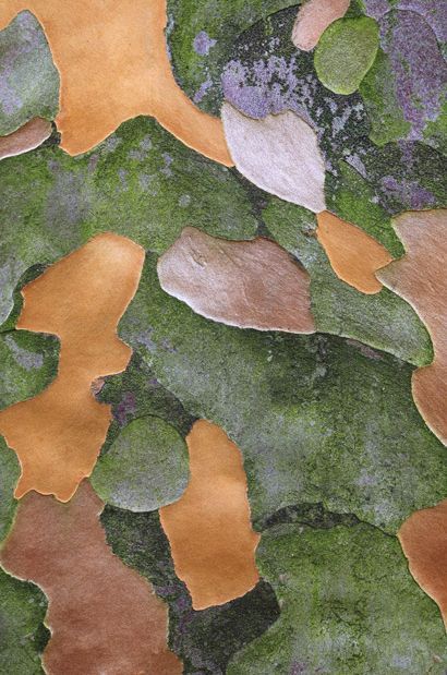 Красота древесной коры от Седрика Плоттера