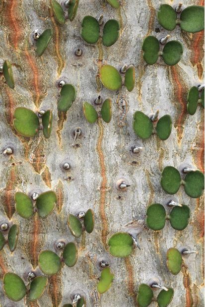 Красота древесной коры от Седрика Плоттера