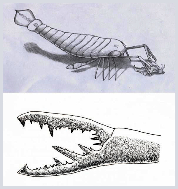Вверху: Acutiramus, хватающий добычу (мягкотелую и относительно слабую в данном случае) и пригвождющий её ко дну. Внизу: детальное изображение его клешни. (Иллюстрация William L. Parsons / Buffalo Museum of Science.)