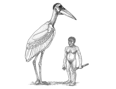 Сравнение новой птицы и флоресского человека. Последний вырастал всего до одного метра (иллюстрация I. Van Noortwijk).