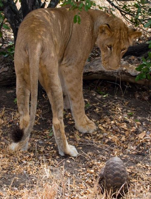 В Танзании лев попытался съесть панголина (Pholidota) 
