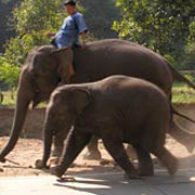 Большинство  наземных млекопитающих при спешке переходят на бег – способ движения, в  котором присутствует фаза, когда животное не касается земли. Вес и  размеры слонов заставили их изобрести более хитроумный метод (фото  BBC).