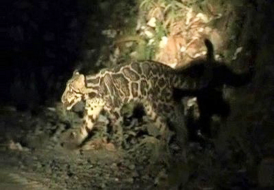 Впервые снят на видео дымчатый сундалендский леопард