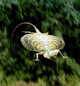 Летающая ящерица - Draco volans