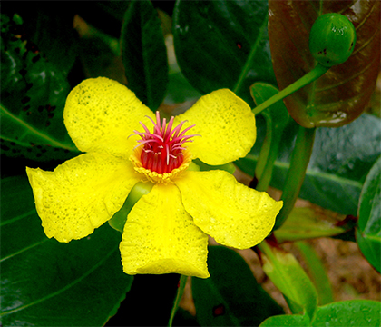 Цветение Dillenia alata, растения из семейства диллениевых.