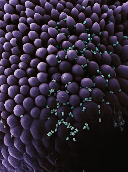 Пыльцевые зерна незабудки (Myosotis sylvatica) – одни из самых маленьких в мире; в ширину они не превышают пяти тысячных миллиметра.