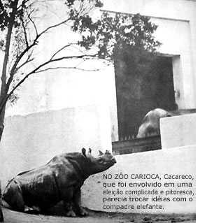 на выборах мэра участвовал носорог из местного зоопарка по имени Cacareco.